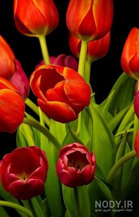 عکس پروفایل گل های رز قرمز عاشقانه و رمانتیک جدید