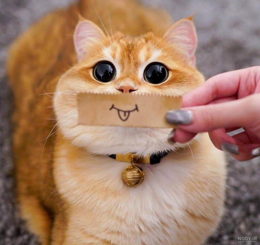 عکس گربه ی ملوس و بامزه
