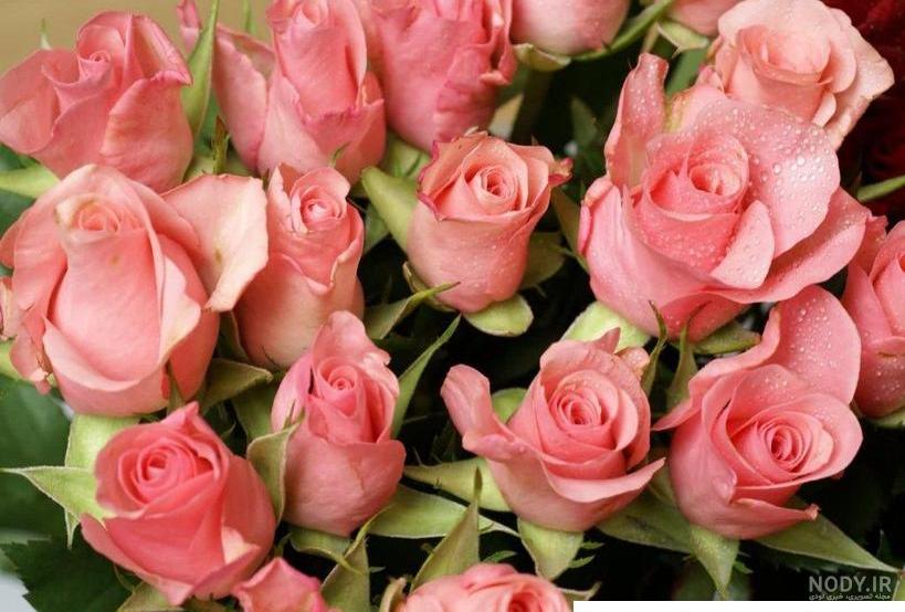 عکس های گل