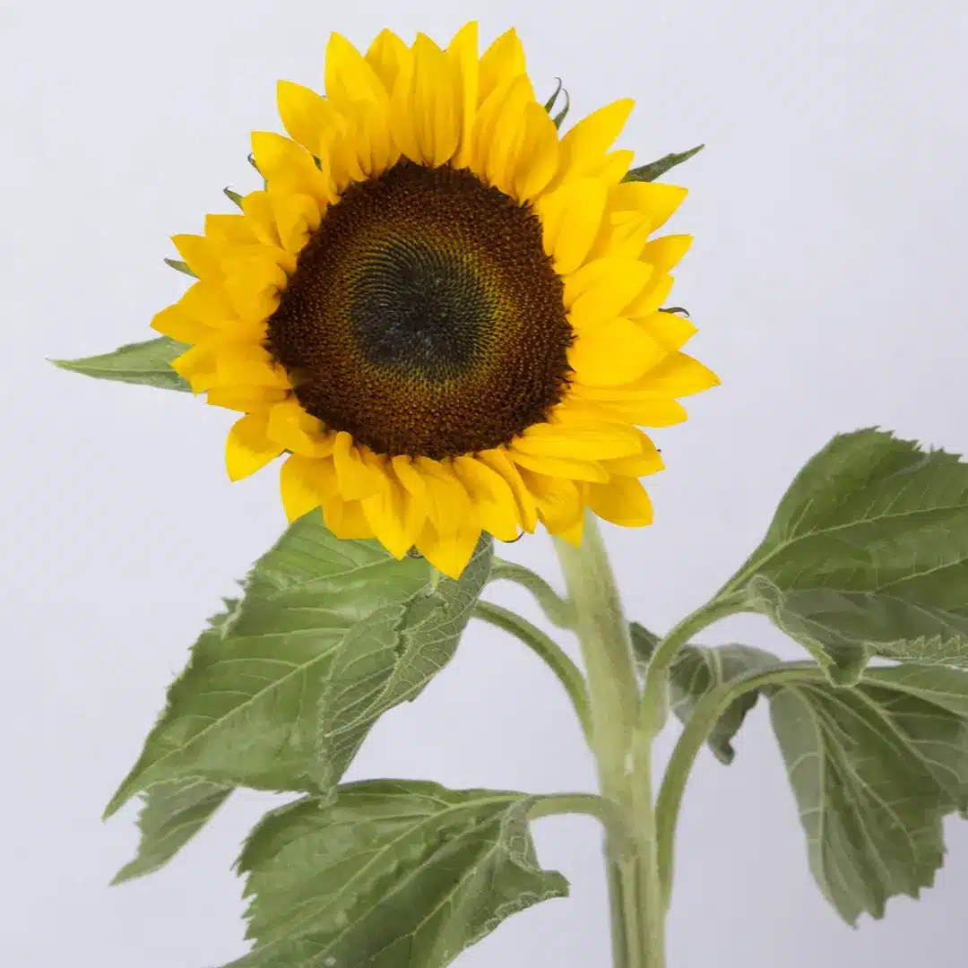 عکس گل آفتابگردان برای پروفایل