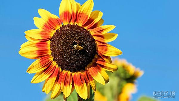 عکس گل های آفتابگردان زیبا