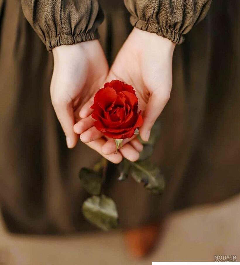 عکس گل رز زیبا و خاص ❤️ [ بهترین تصاویر ]