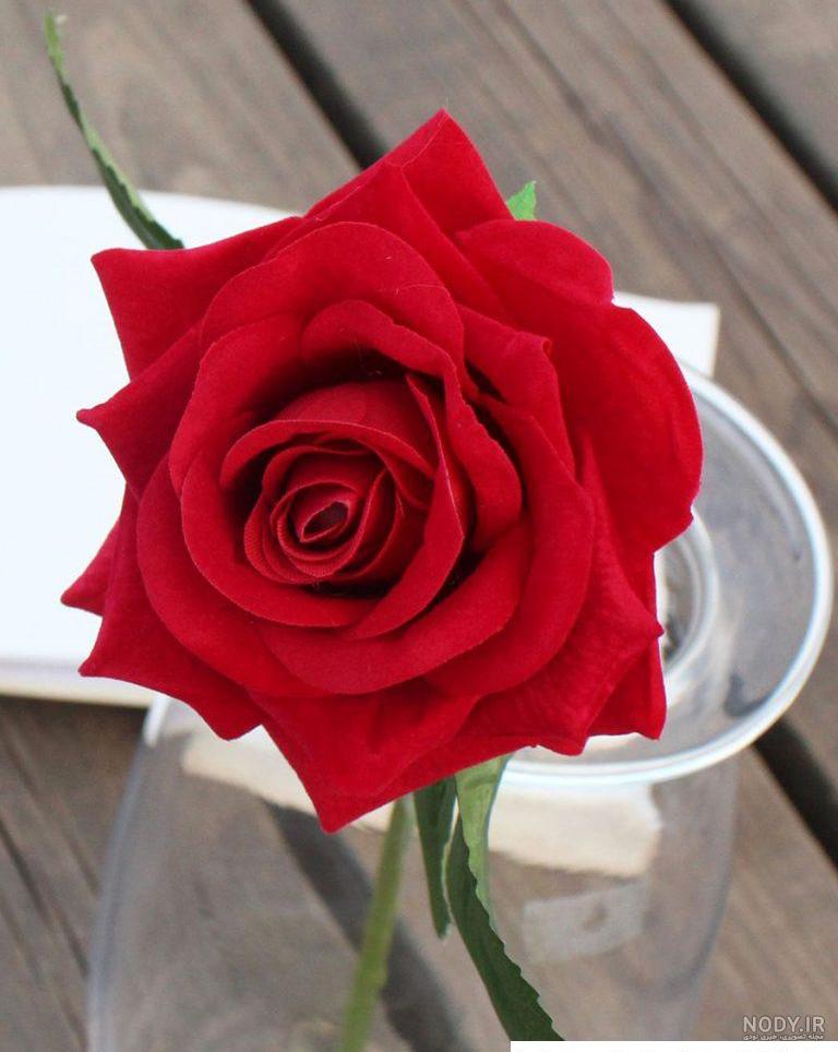 عکس گل رز مریم