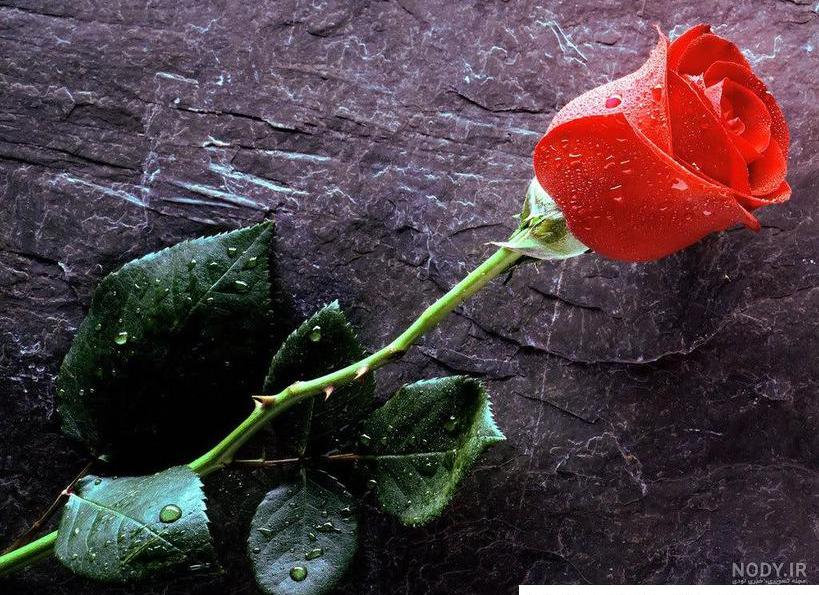 عکس گل زیبا ساده
