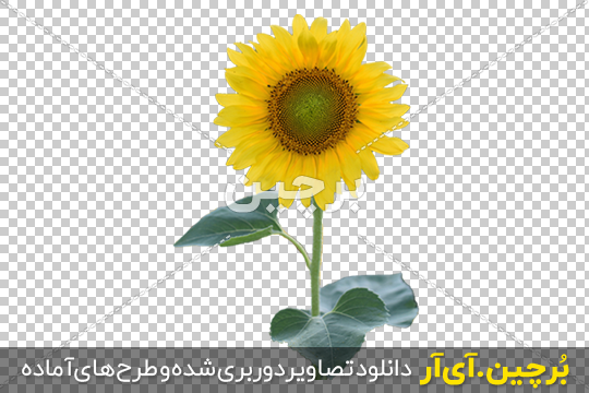 مزارع آفتابگردان در ترکیه + عکس - تسنیم