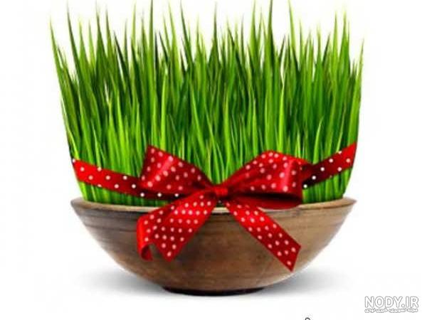 نحوه کاشت سبزه لبو به سه روش آسان در منزل