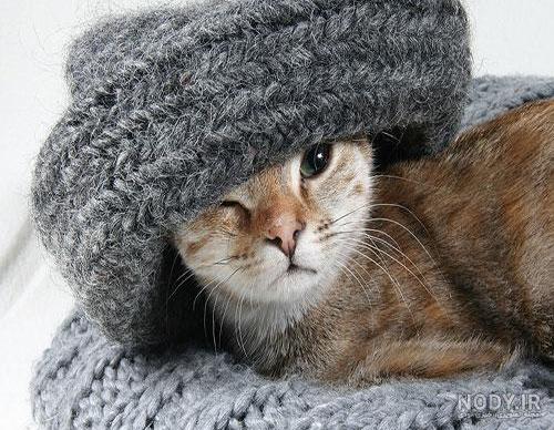 والپیپر جدید بچه گربه cats wallpaper