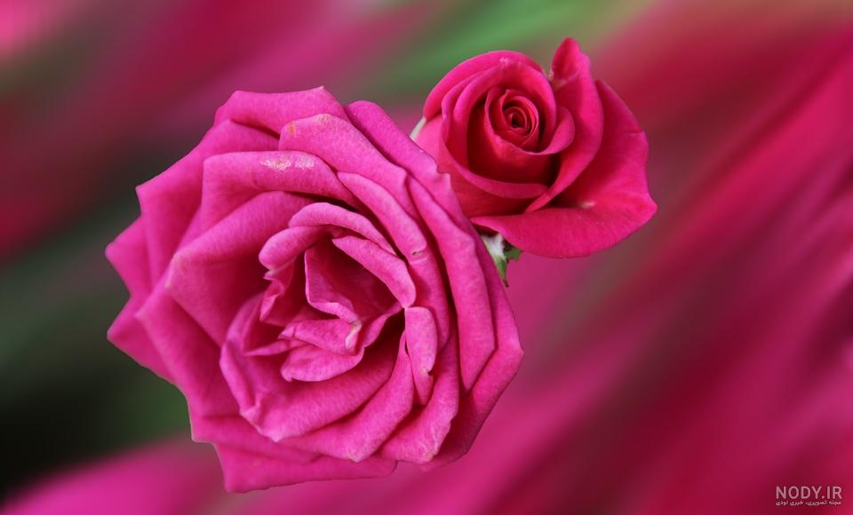 گالری عکس گل رز قرمز؛ عکس هایی جدید و فوق العاده برای پروفایل
