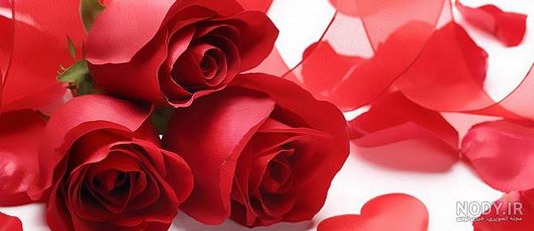 گل رز قرمز زیبا در یک گلدان در پس زمینه سفید 1399958