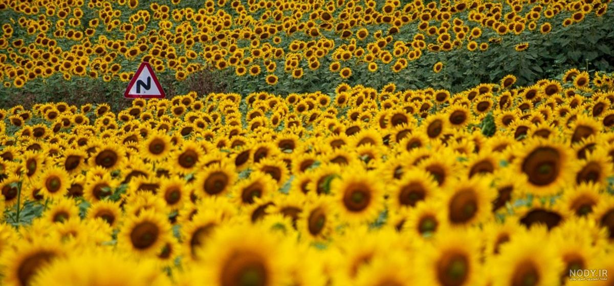 ۳۰ عکس گل آفتابگردان برای پروفایل شبکه های اجتماعی مختلف
