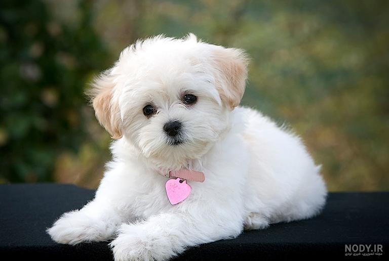 47 Likes, 1 Comments - Mochi The Pomeranian (@mochi.pomeranian) on ... 47 Likes, 1 Comments - Mochi The Pomeranian (@mochi.pomeranian) on ...