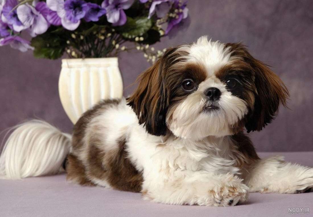 The Pomeranian Dog Breed is a popular companion. Find out why! The Pomeranian Dog Breed is a popular companion. Find out why!