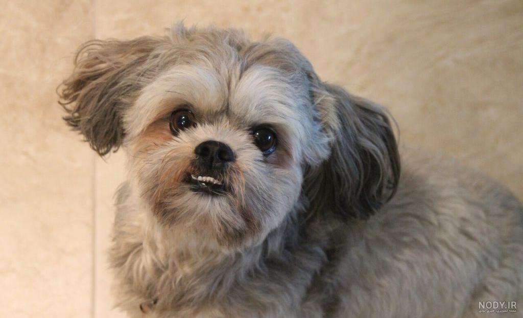 توله سگ شیتزو ، سگ خانگی | Puppies, Shih tzu puppy, Cute dogs توله سگ شیتزو ، سگ خانگی | Puppies, Shih tzu puppy, Cute dogs