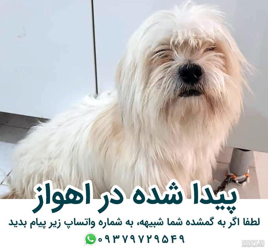 توله سگ شیتزو ، سگ خانگی | Puppies, Shih tzu puppy, Cute dogs توله سگ شیتزو ، سگ خانگی | Puppies, Shih tzu puppy, Cute dogs