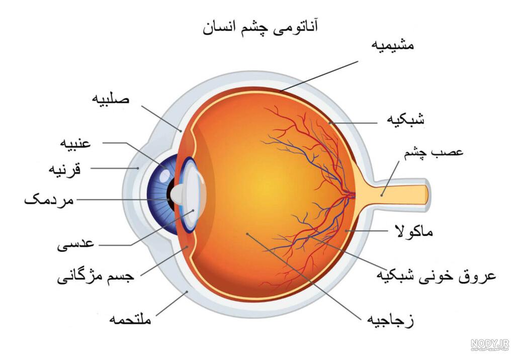 ساختمان چشم انسان و اجزای آن - کلینیک جوان ساختمان چشم انسان و اجزای آن - کلینیک جوان
