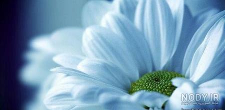 عکس زیبای گل برای تصویر زمینه عکس زیبای گل برای تصویر زمینه