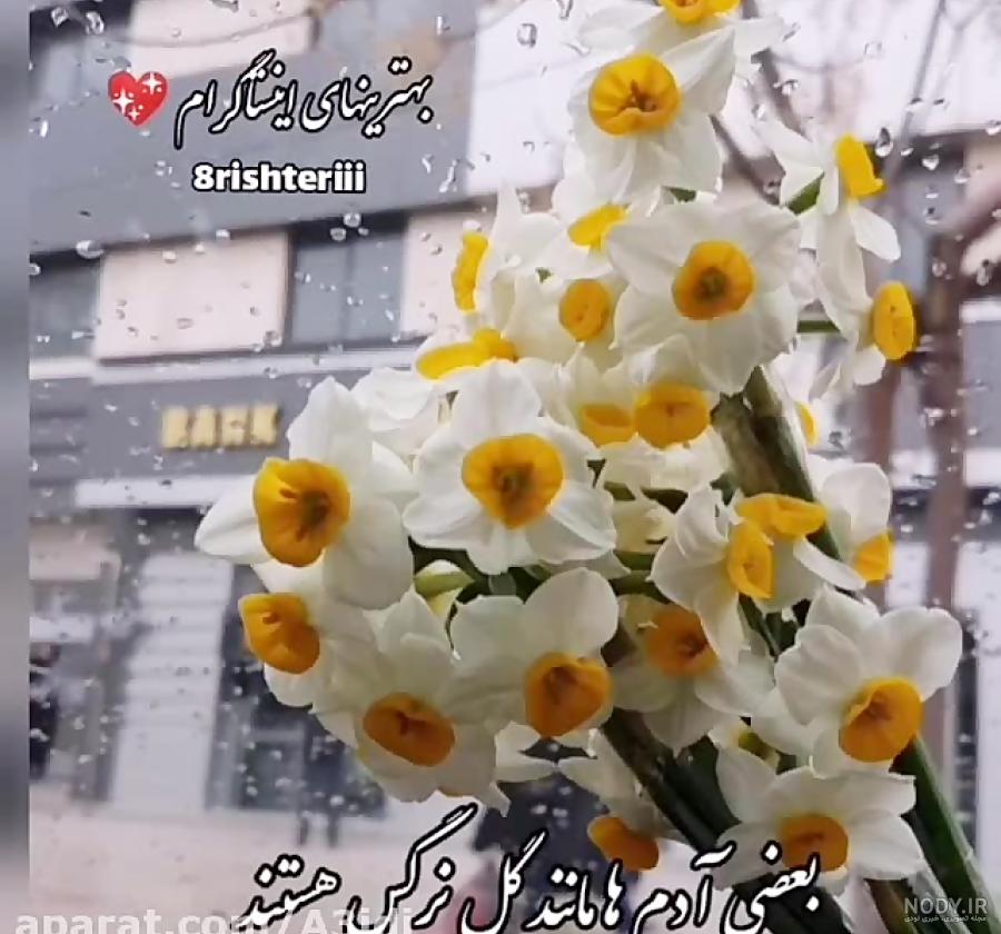عکس صبح بخیر و گل - عکس نودی