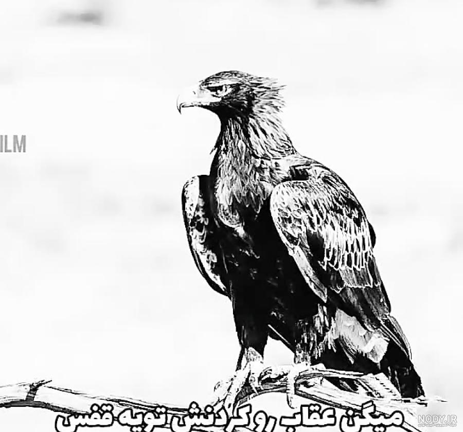 عکس پروفایل پسرانه ( خیلی خیلی خفن !!! ) - DOODOOPS.COM عکس پروفایل پسرانه ( خیلی خیلی خفن !!! ) - DOODOOPS.COM