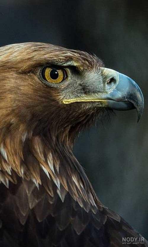 فرارو | (عکس) عقاب طلایی نادر‌ترین گونه عقاب در ایران