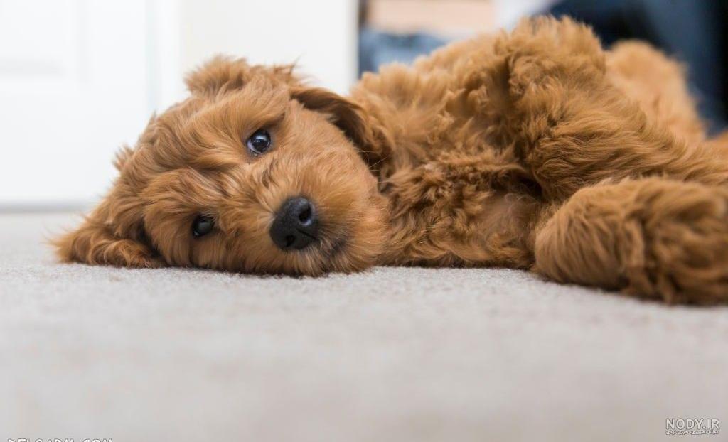 مشخصات کامل، قیمت و خرید نژاد سگ شیتزو (Shih Tzu) | پت راید مشخصات کامل، قیمت و خرید نژاد سگ شیتزو (Shih Tzu) | پت راید