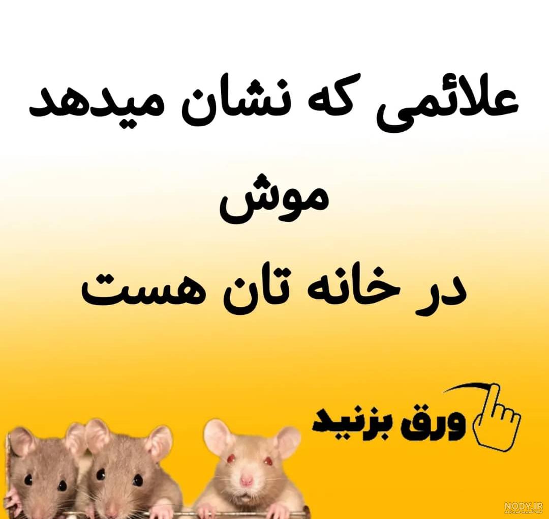 موش خانگی یا Mus Musculas با ویژگی های رفتاری - فارسی پت موش خانگی یا Mus Musculas با ویژگی های رفتاری - فارسی پت