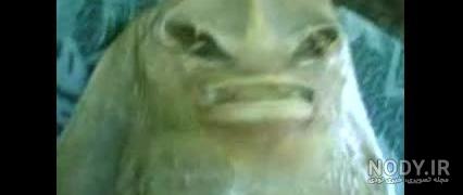 شیطان ماهی؟! - برنامه طبیعت و حیات وحش (کیش) | پخش زنده شبکه کیش - ۱۰ بهمن ماه ۱۴۰۱ شیطان ماهی؟! - برنامه طبیعت و حیات وحش (کیش) | پخش زنده شبکه کیش - ۱۰ بهمن ماه ۱۴۰۱