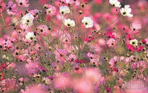 عکس های زیبا بهاری عکس های زیبا بهاری