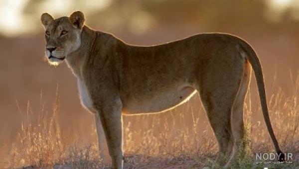 عکس سیاه سفید شیر ماده باکیفیت بالا عکس سیاه سفید شیر ماده باکیفیت بالا