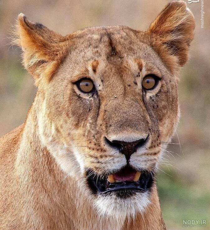 عکس شیر ماده با تاج عکس شیر ماده با تاج