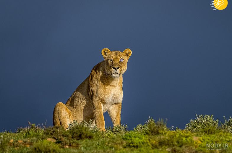 عکس شیر ماده و توله اش عکس شیر ماده و توله اش