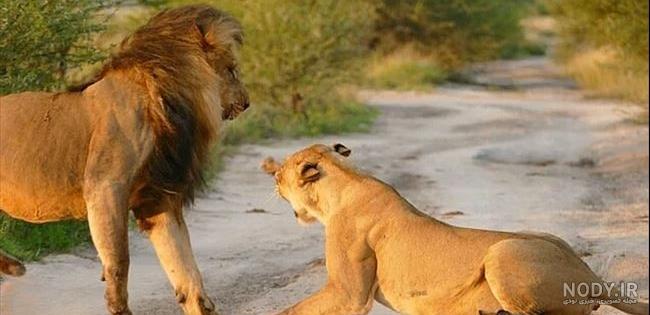 عکس شیر ماده زیبا عکس شیر ماده زیبا