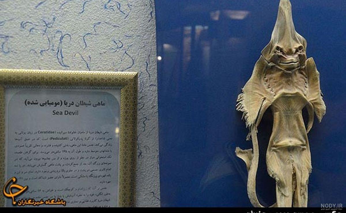 عکس شیطان ماهی ها عکس شیطان ماهی ها