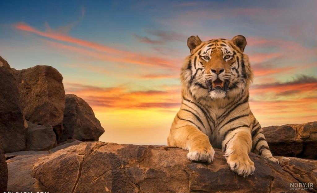 عکس صفحه گوشی پسرانه ببر عکس صفحه گوشی پسرانه ببر