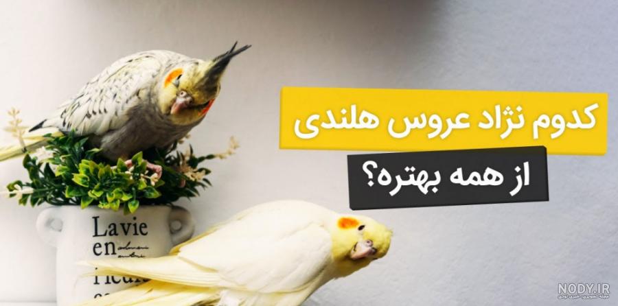 عکس عروس هلندی نر سفید عکس عروس هلندی نر سفید