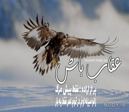 عکس عقاب عکس عقاب عکس عقاب عکس عقاب
