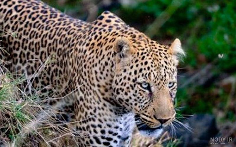 عکس/ نیم‌رخ پلنگ - حلقه وصل