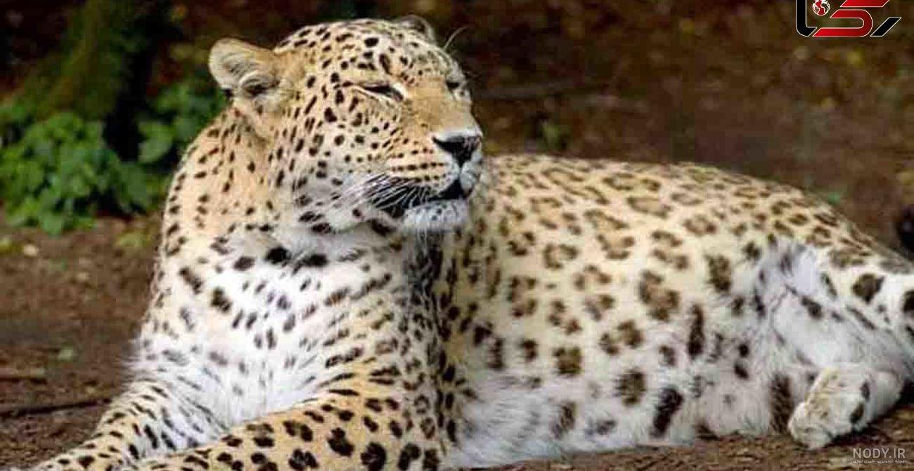عکس/ وقتی پلنگ از خواب بیدار می‌شود