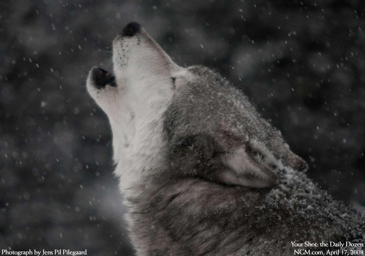 عکس گرگ زوزه کش - عکس نودی عکس گرگ زوزه کش - عکس نودی