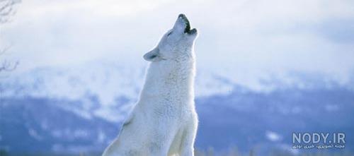 عکس گرگ🐺دانلود بهترین عکسهای گرگ وحشی با کیفیت 4k عکس گرگ🐺دانلود بهترین عکسهای گرگ وحشی با کیفیت 4k