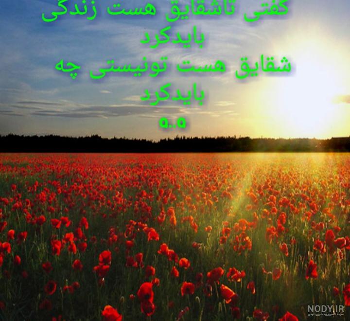 بایگانی‌های عکس - صفحه 1269 از 2677 - کامل (مولیزی)