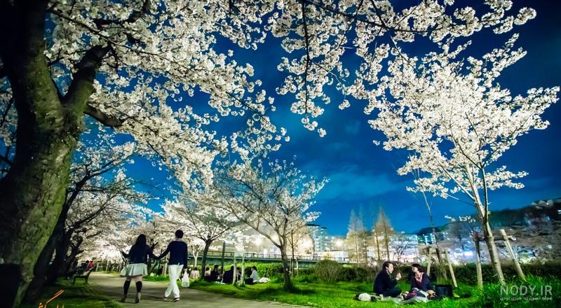 تصاویری زیبا و دل انگیز از طبیعت بهاری | جلوه های زیبای طبیعت در بهار