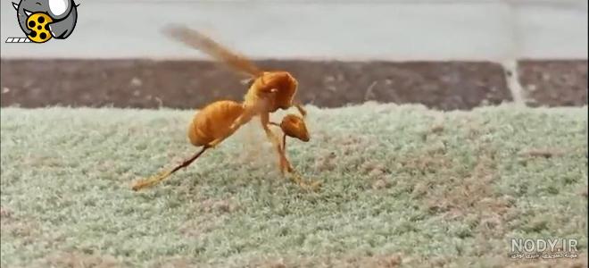 عکس جن یا ارواح