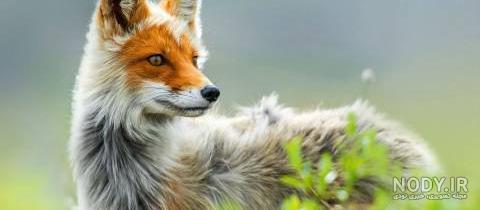 عکس زورو وان پیس برای پروفایل - عکس نودی عکس زورو وان پیس برای پروفایل - عکس نودی