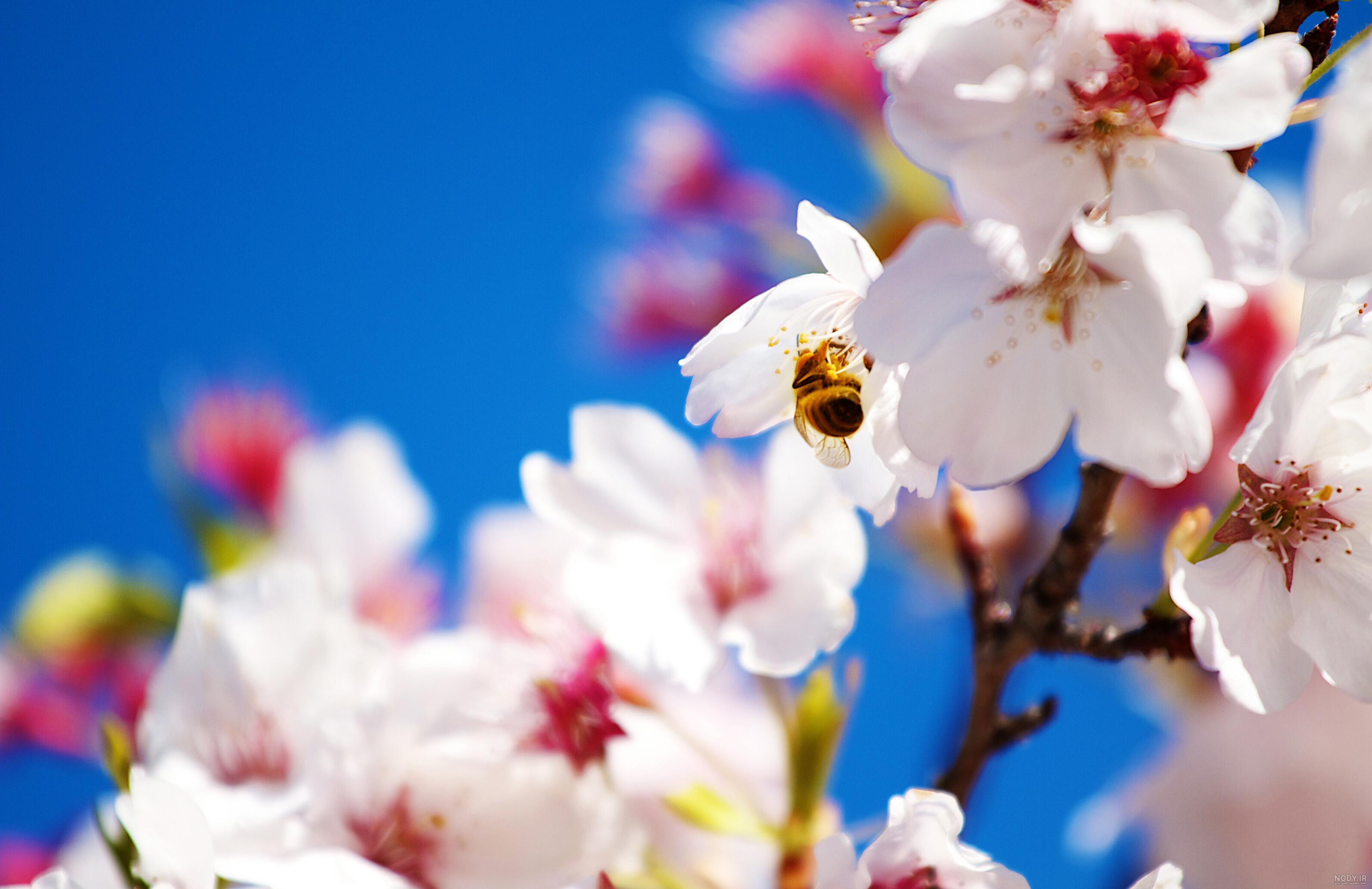 عکس های زیبای فصل بهار