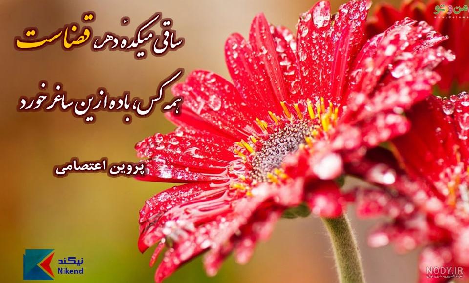 عکسهای جوانی پروین میکده
