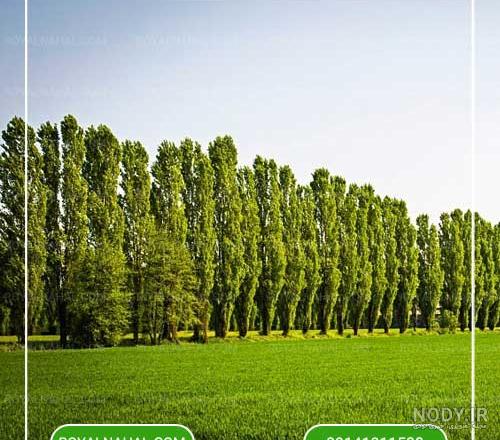 خاگینه تبریزی - عکس ویسگون خاگینه تبریزی - عکس ویسگون