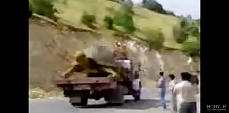 عکس از بزرگترین لاک پشت جهان عکس از بزرگترین لاک پشت جهان