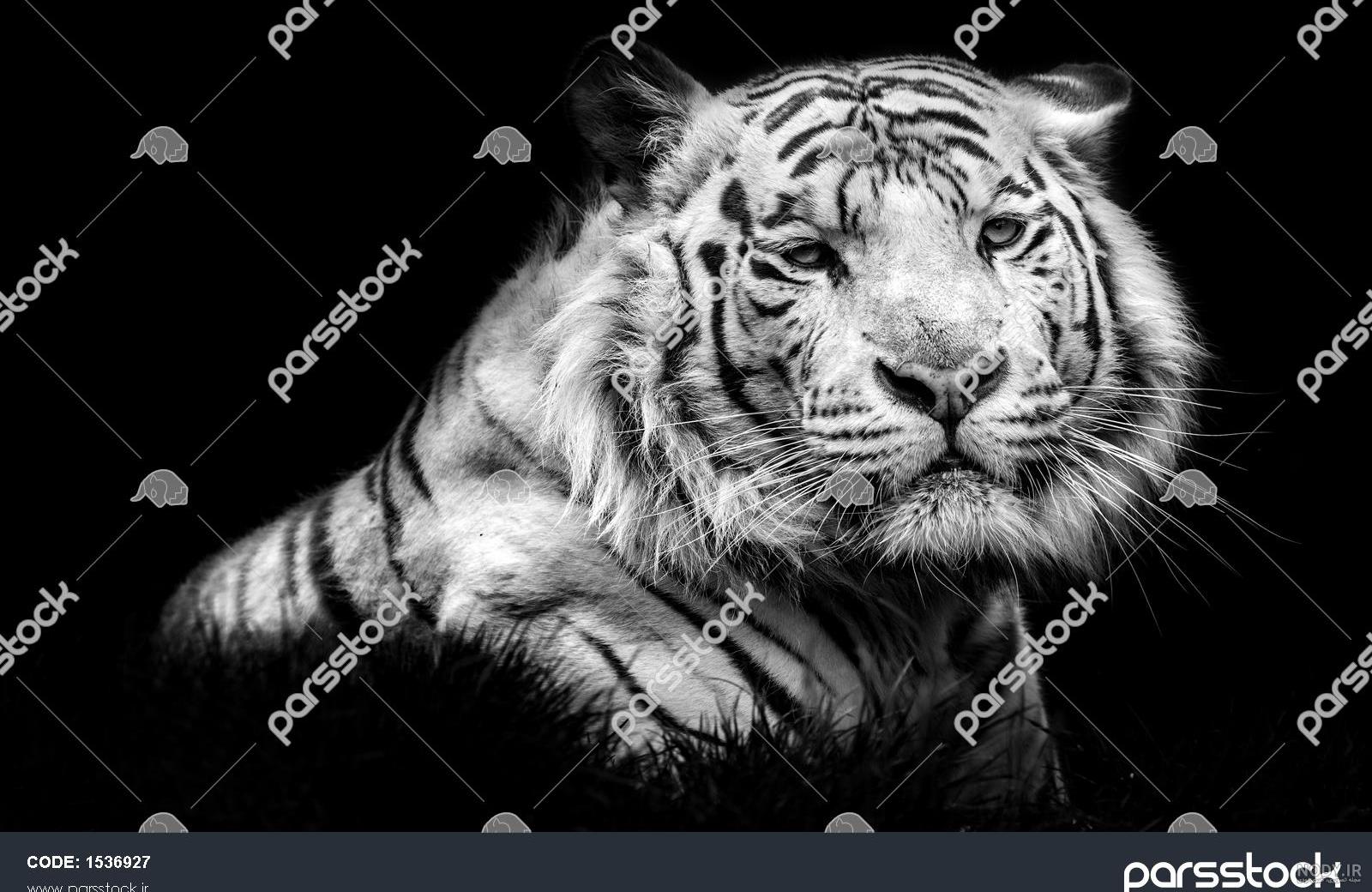 عکس ببر سیاه برای پروفایل