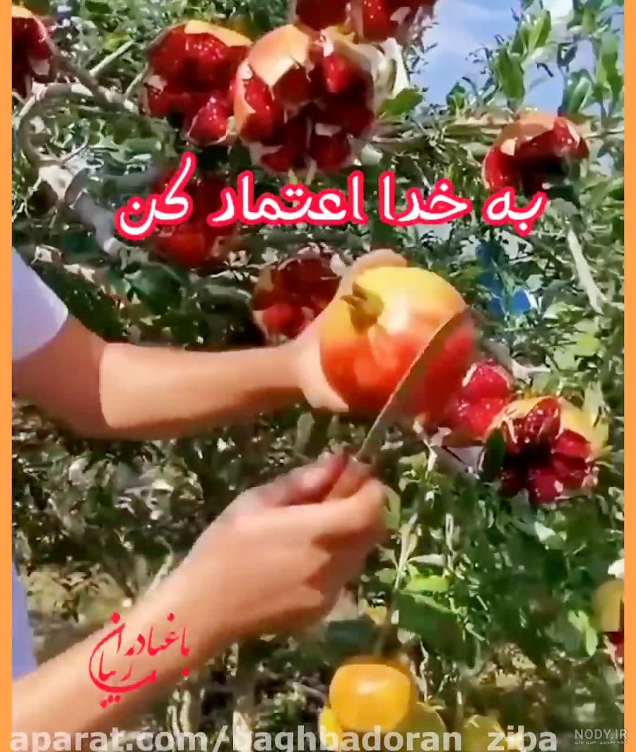 عکس روز شنبه بخیر