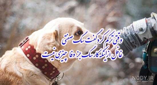 عکس سگ بامزه ی پشمالو